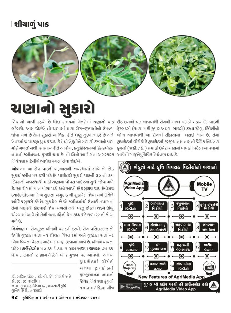 ચણાનો સુકારો