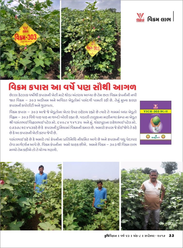 વિક્રમ લાભ :  વિક્રમ કપાસ આ વર્ષે પણ સૌથી આગળ