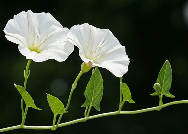 નોળી (Convolvulus arvensis) નિંદણ