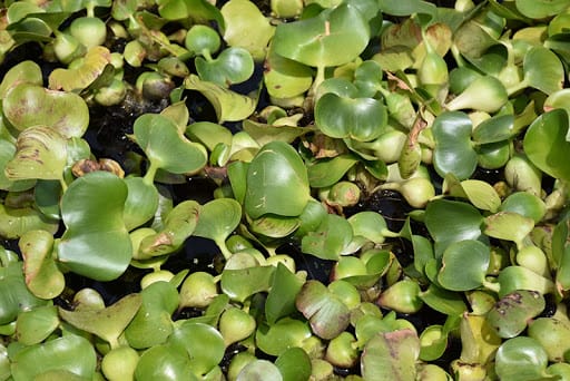જળકુંભી (કાન ફુટી) (Eichhornia crassipes)