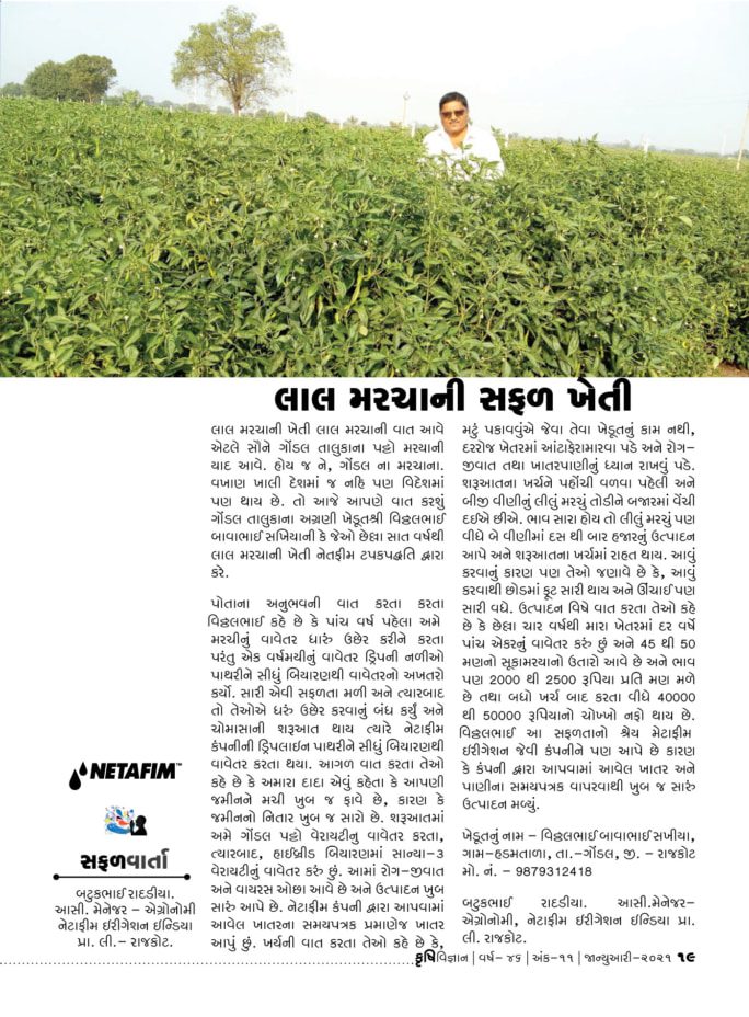 સફળવાર્તા : લાલ મરચાની સફળ ખેતી