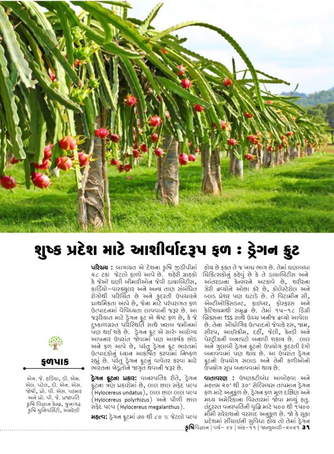 ફળપાક : શુષ્ક પ્રદેશ માટે આશીર્વાદરૂપ ફળ : ડ્રેગન ફ્રુટ