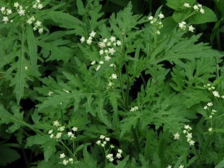 ગાજરઘાસ (Parthenium hysterophorus) નિંદણ