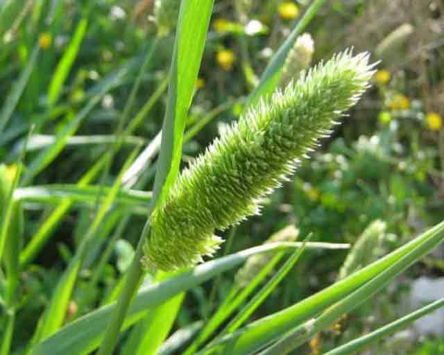 ગુલ્લીદંડા (Phalaris minor)