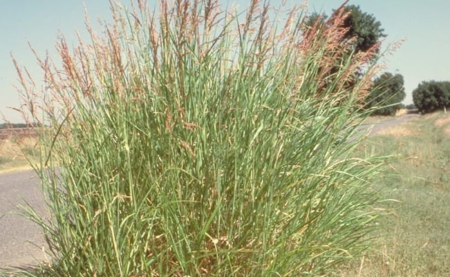 બરુ (Sorghum halepense) નીંદણ