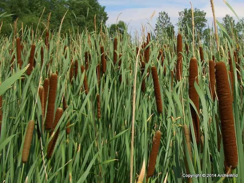 ઘાબાજરીયું (Typha angustifolia) નીંદણ