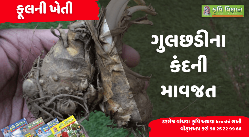 ફૂલ : ગુલછડીના કંદની માવજત