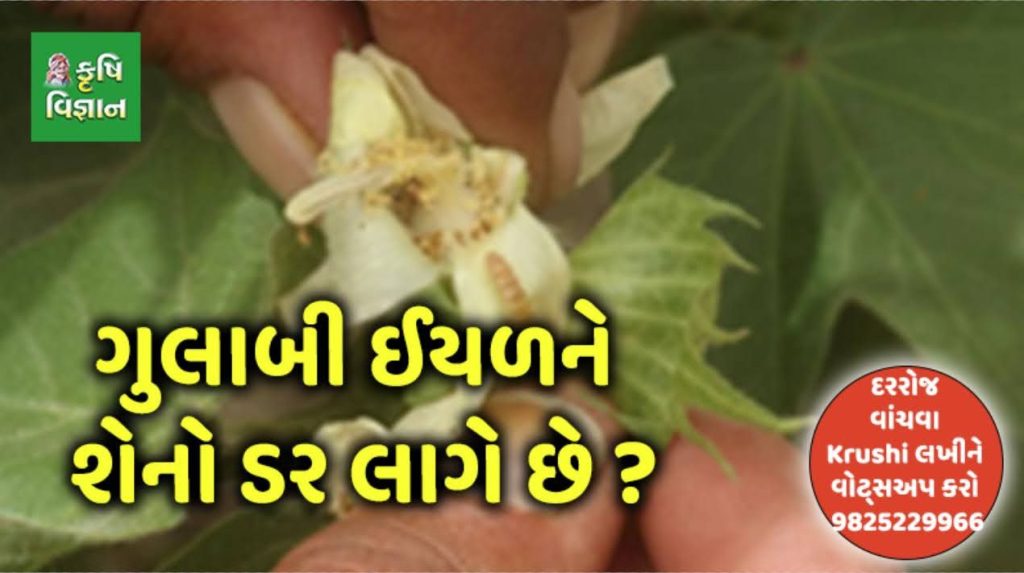 ટુકા અંતરે આંબાની ખેતી