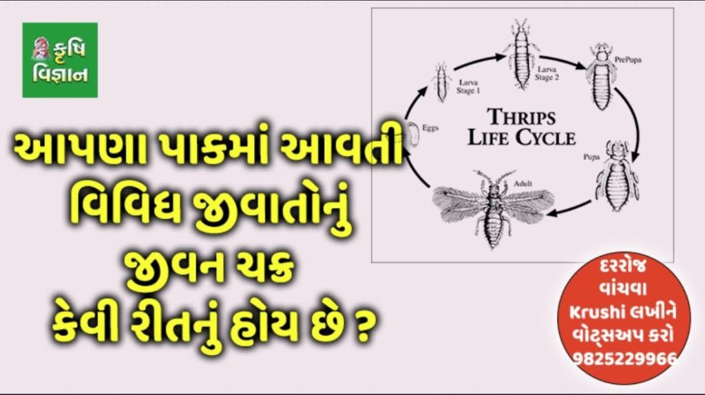 ઘનિષ્ટ વાવેતર પદ્ધતિ એટલે શું ?